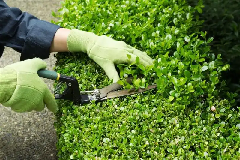 hovenier Nieuwe Wetering